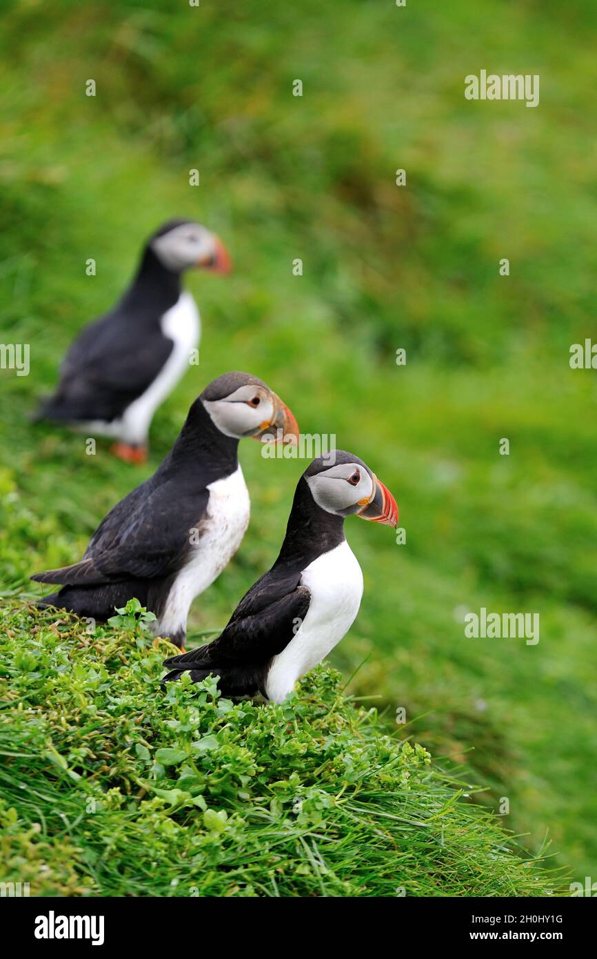 Puffin, Iceland. Atlantic Puffins on the hill. Stock Photo
