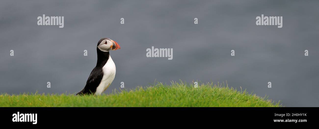 Atlantic Puffin or Common Puffin, Fratercula arctica, Iceland Stock Photo