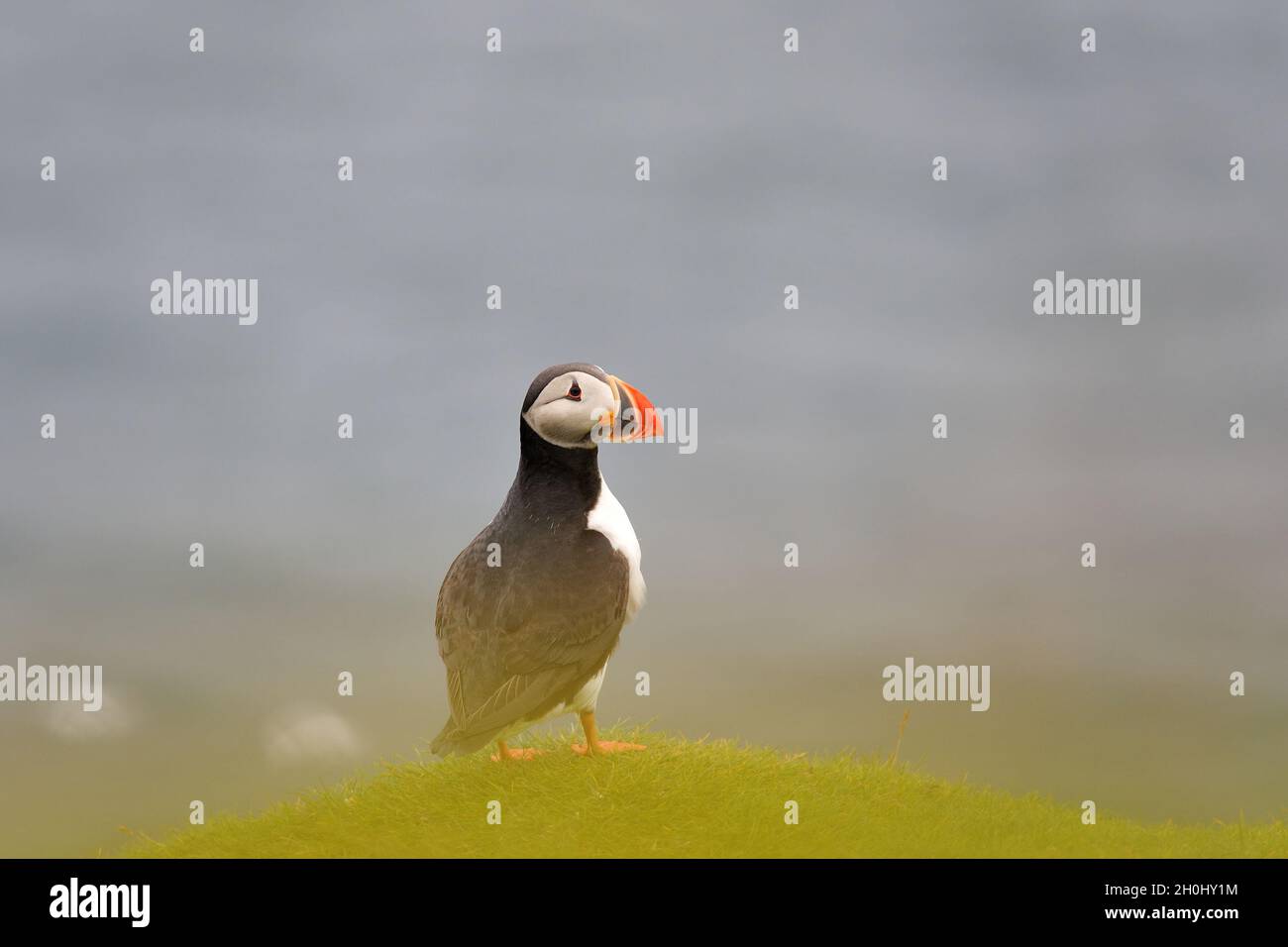 Puffin on the hill, Iceland. Puffin in Westman Islands. Atlantic puffin. Puffin with ocean background. Stock Photo
