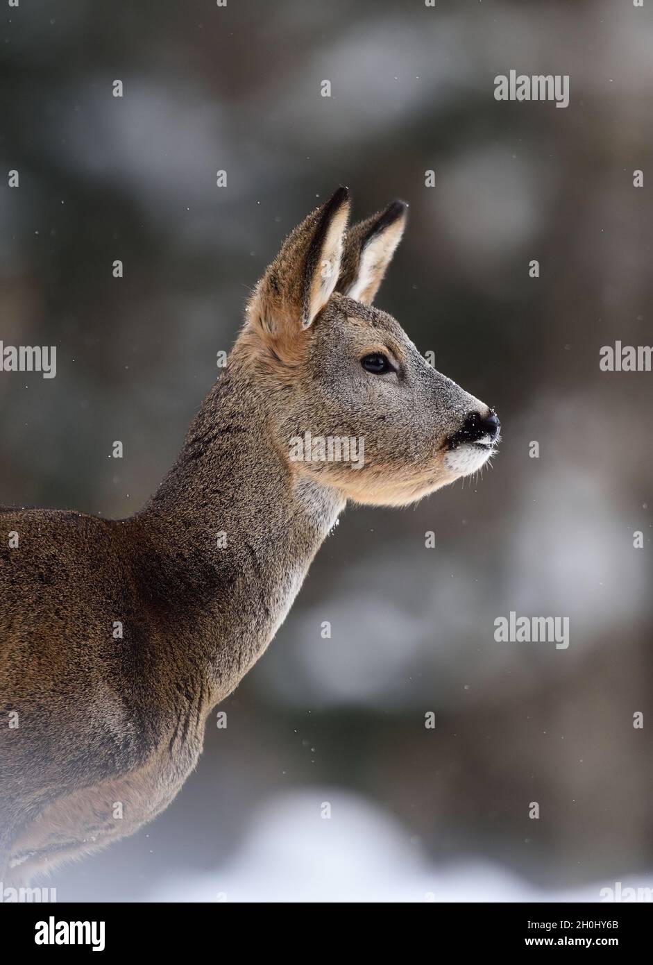 Roe deer portrait in winter Stock Photo