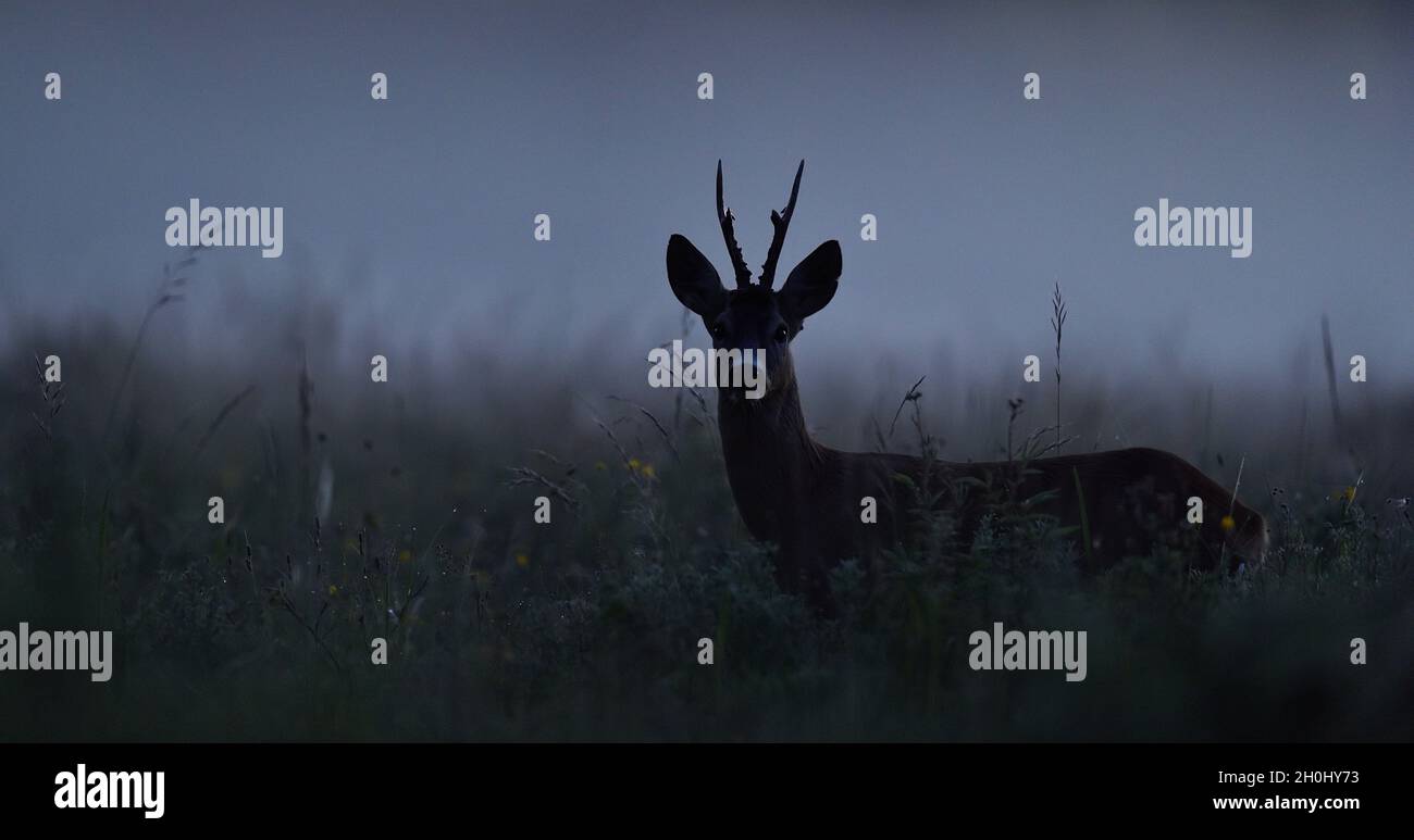 Roe deer at night. Roebuck at night. Animal in the mist. Stock Photo