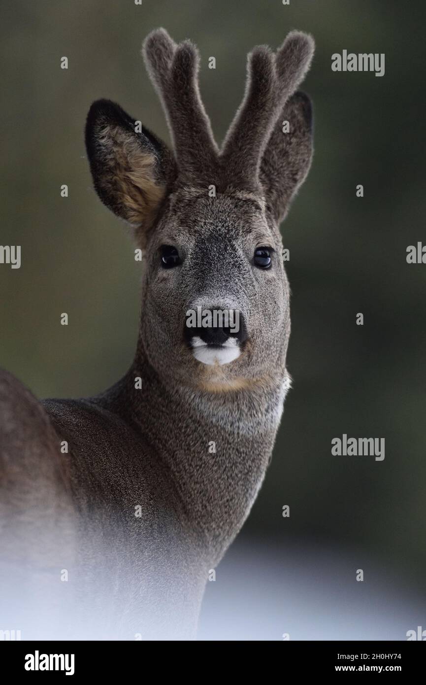 Roebuck portrait. Roe deer portrait. Wild animal portrait. Roebuck with horns. Stock Photo