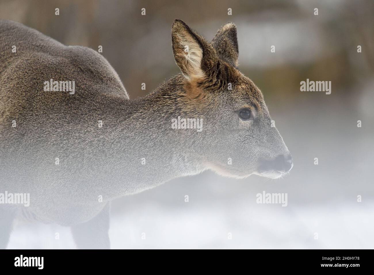 Roe deer portrait in snow Stock Photo - Alamy