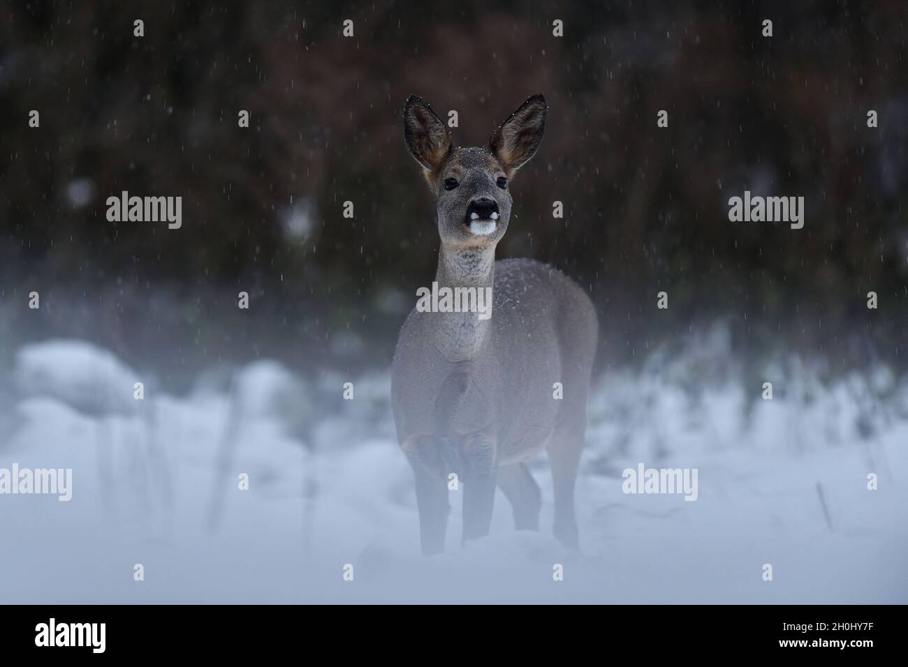 Roe deer (Capreolus capreolus) in snowfall early in the morning. Roe deer in winter. Roe deer in forest. Stock Photo