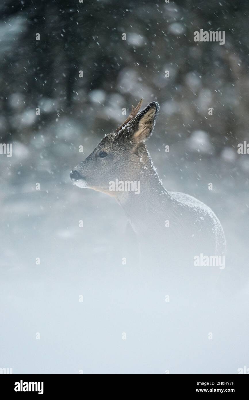 Roe deer in snow Stock Photo - Alamy
