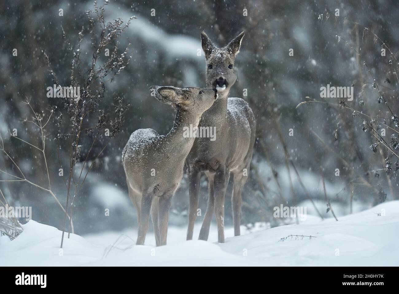 Roe deer kiss Stock Photo