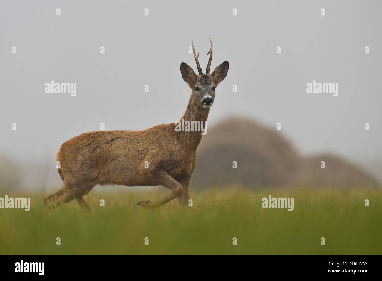Roe deer buck big antlers hi-res stock photography and images - Alamy
