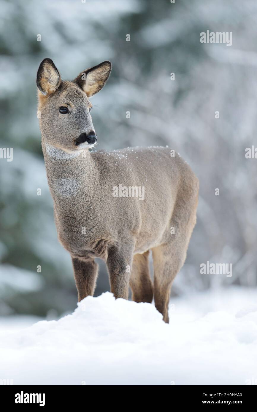 Roe deer on snow at winter Stock Photo - Alamy