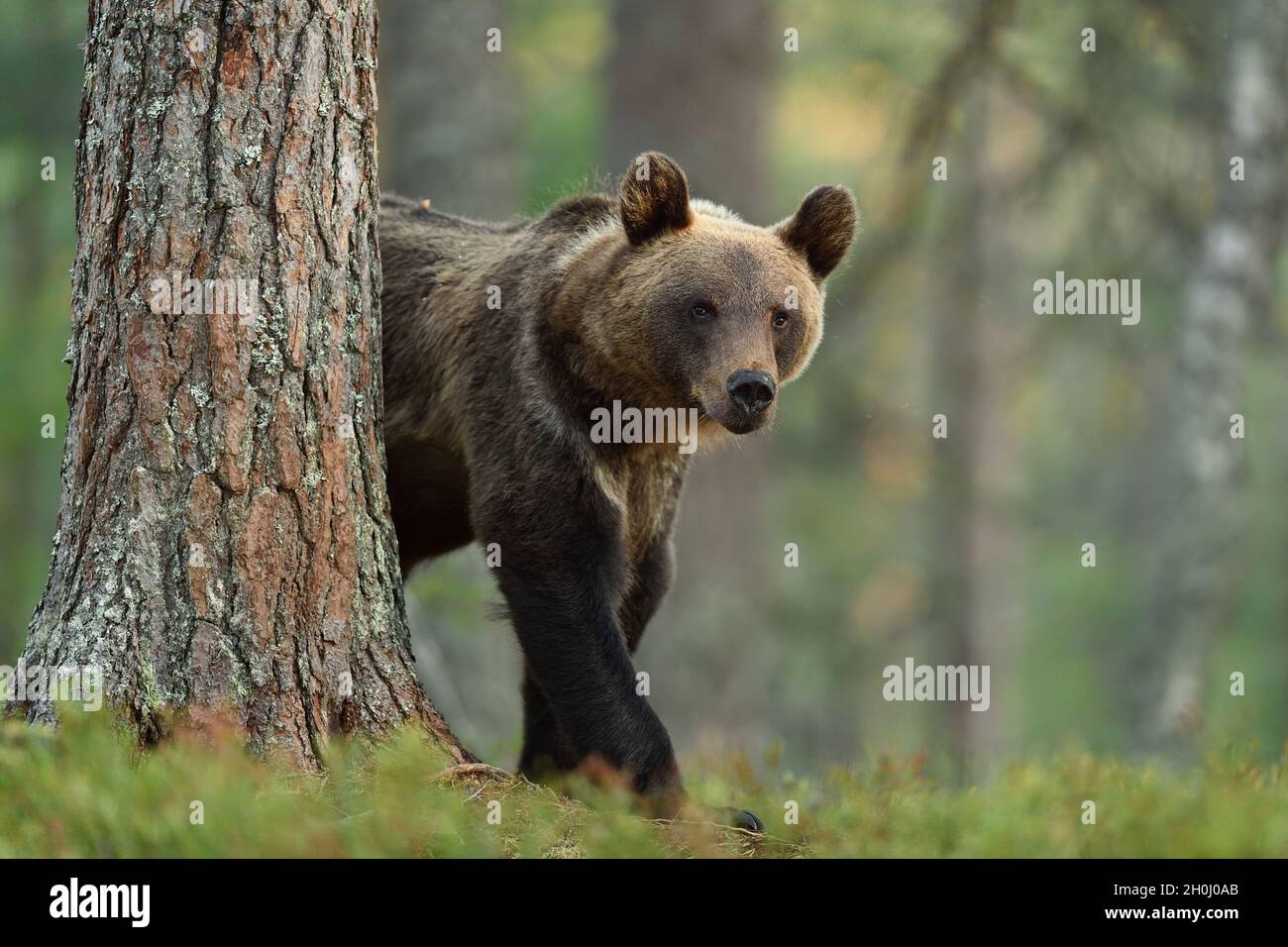 brown bear walking in forest. brown bear coming out behind a tree. Stock Photo