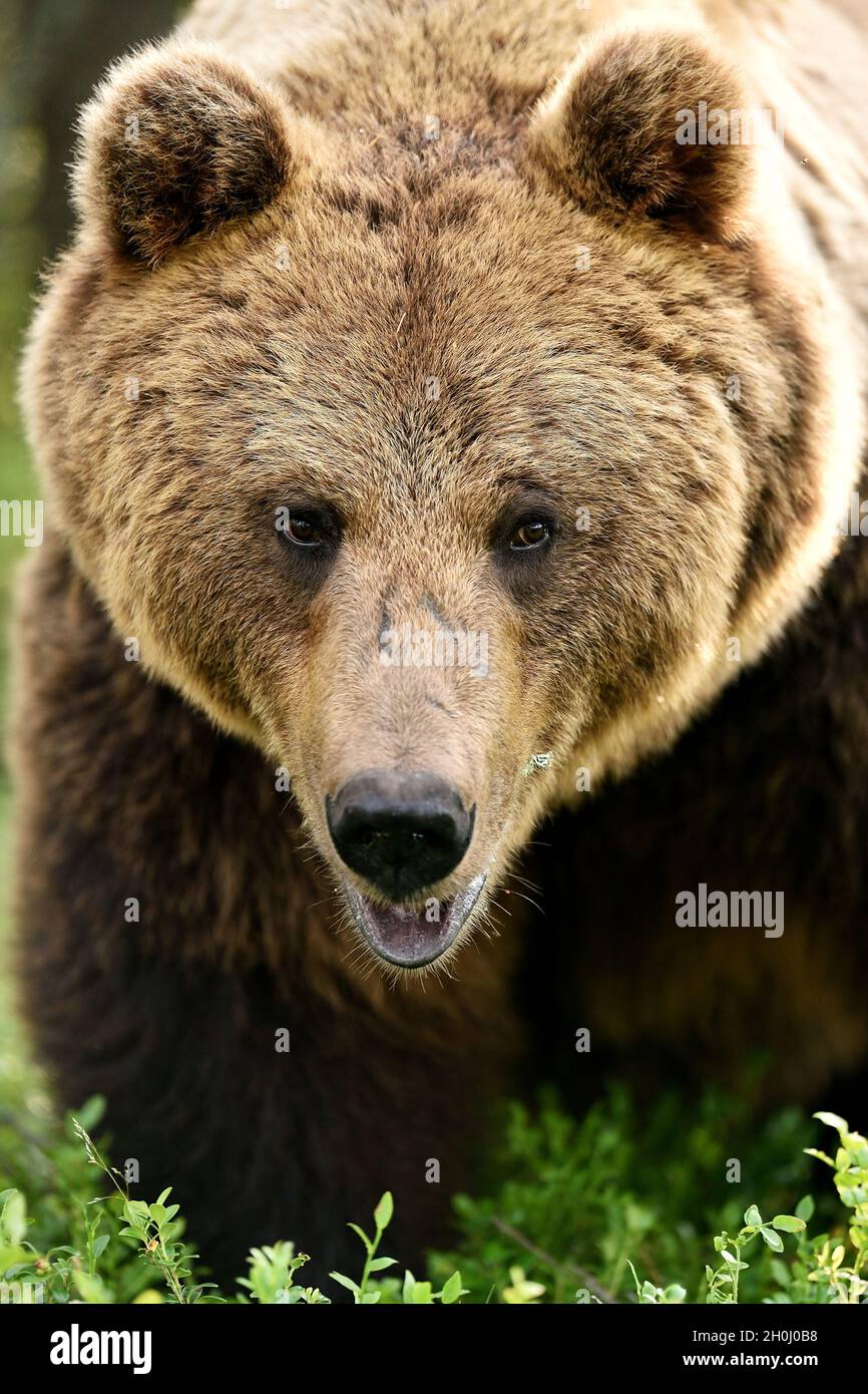 big male brown bear portrait in forest Stock Photo
