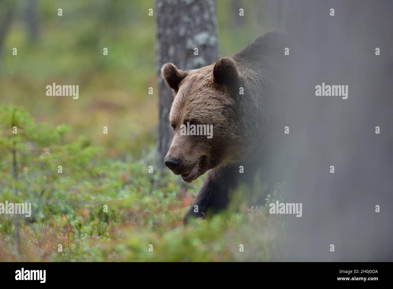 Brown bear walking in the forest Stock Photo - Alamy
