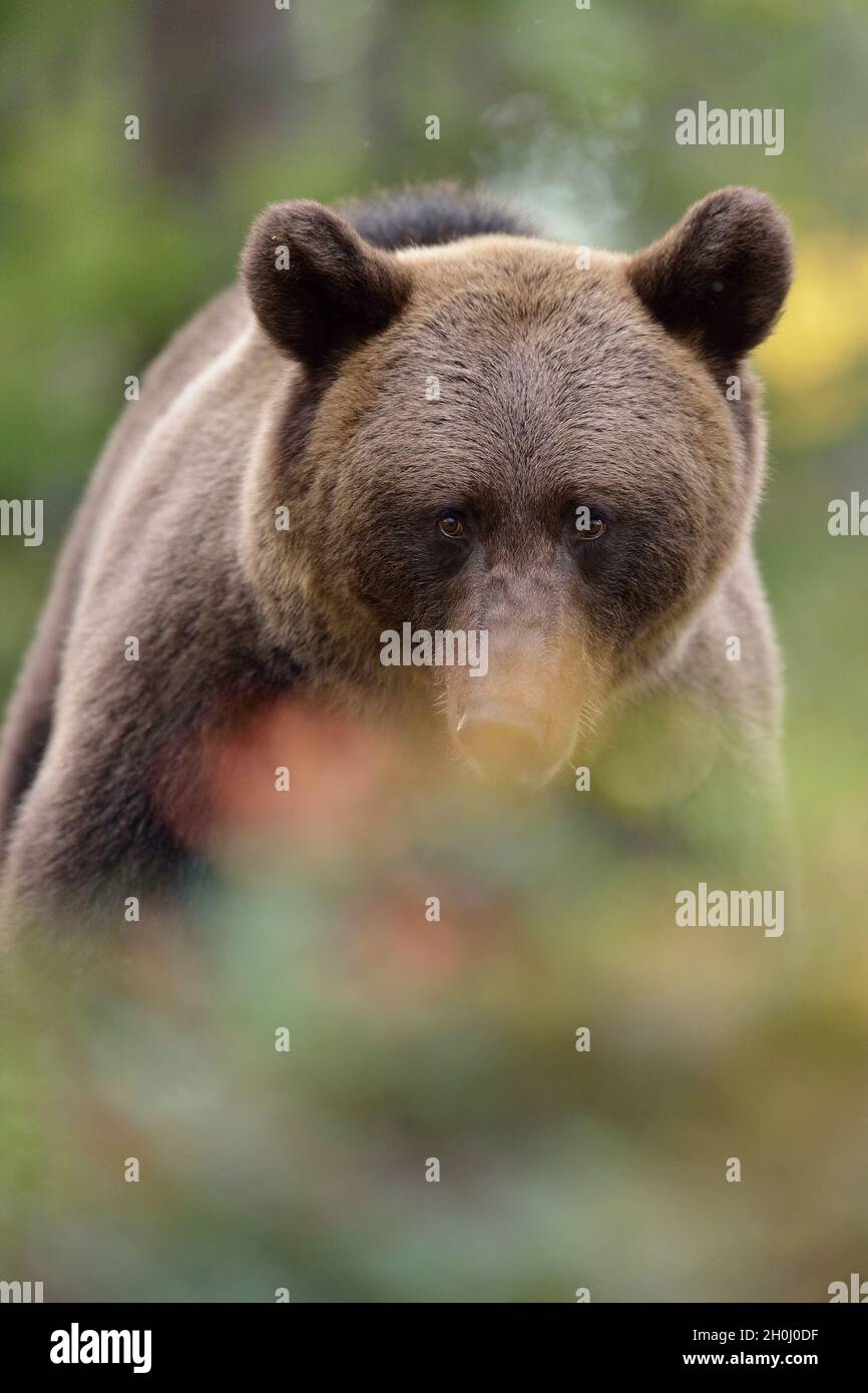 Brown bear portrait in the forest at fall Stock Photo - Alamy