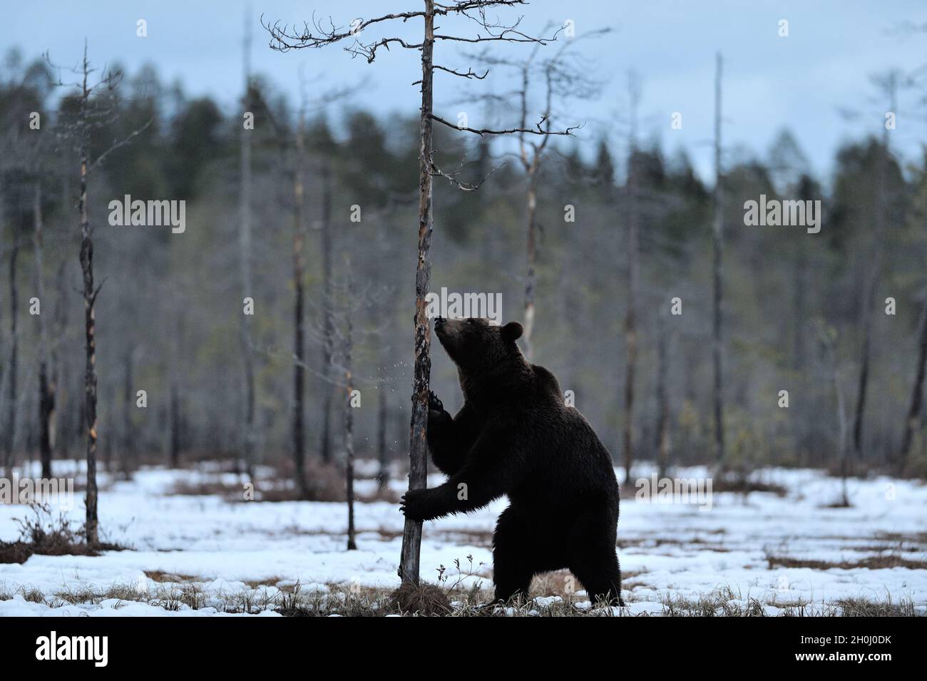 Brown bear on snow Stock Photo - Alamy