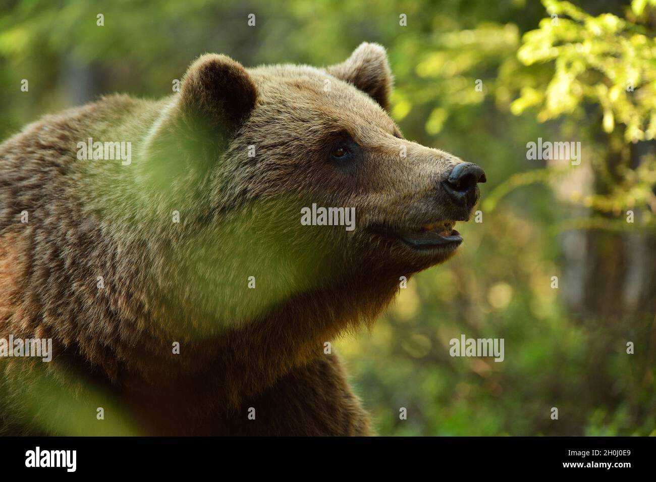 brown-bear-in-the-forest-stock-photo-alamy