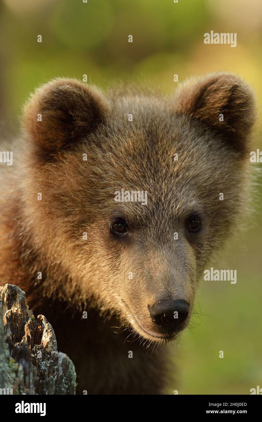 Brown bear cub portrait in forest Stock Photo - Alamy