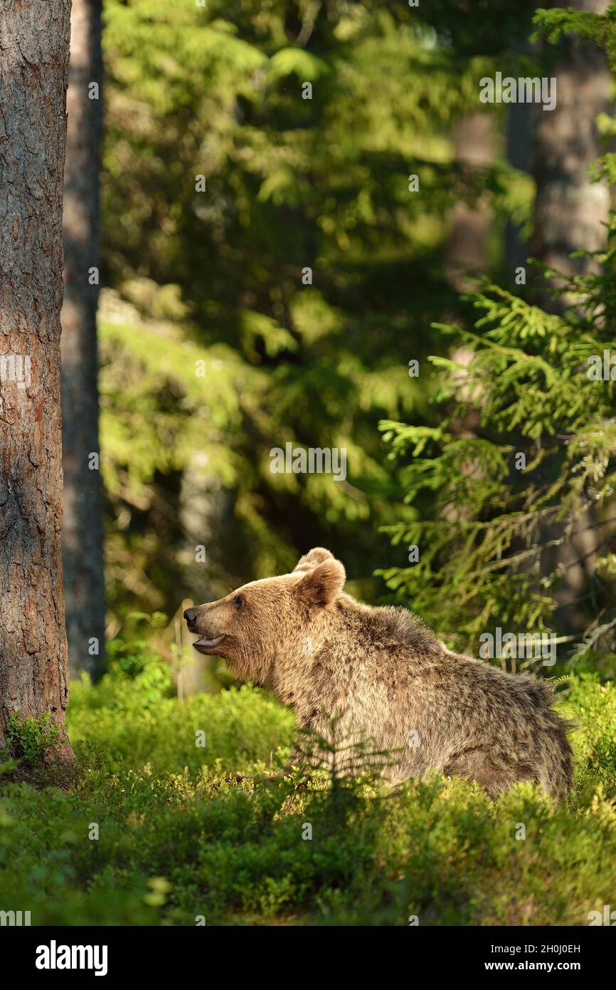 brown-bear-in-forest-stock-photo-alamy