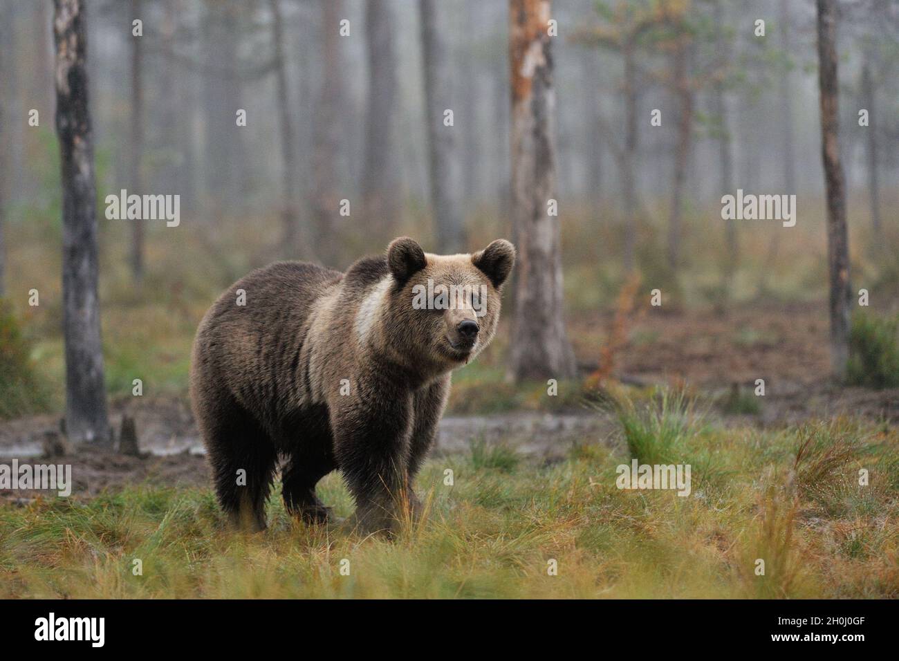 Brown bear cub in the misty forest Stock Photo - Alamy