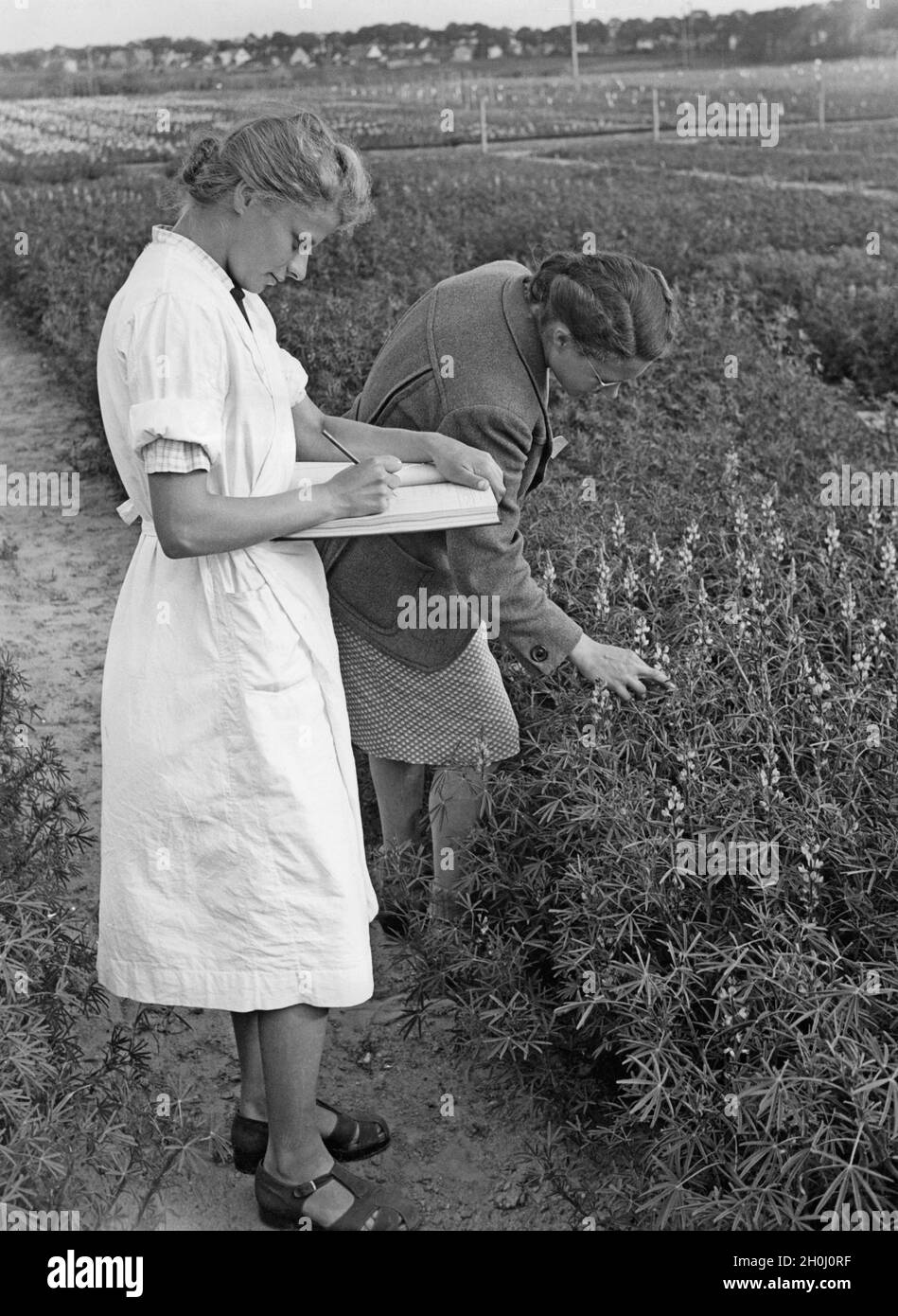 Two employees of the Kaiser Wilhelm Institute for Breeding Research in Müncheberg examining lupins. [automated translation] Stock Photo