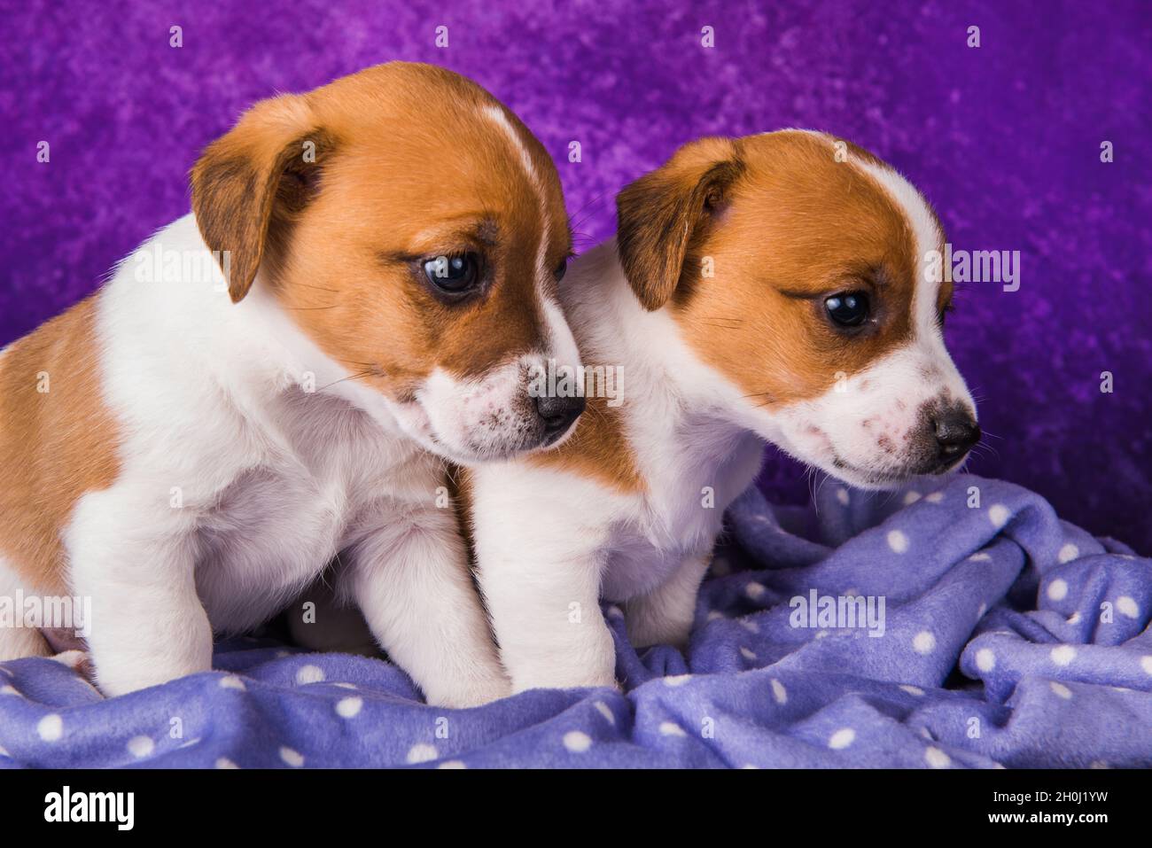 Two Jack Russell Terrier puppies dogs on a purple Stock Photo Alamy