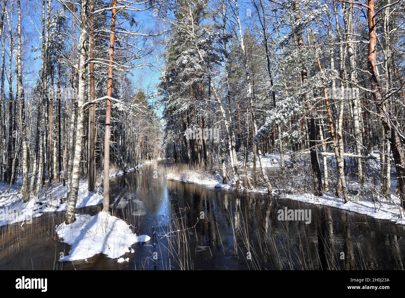Forest river at early spring, snow covered landscape and trees Stock Photo