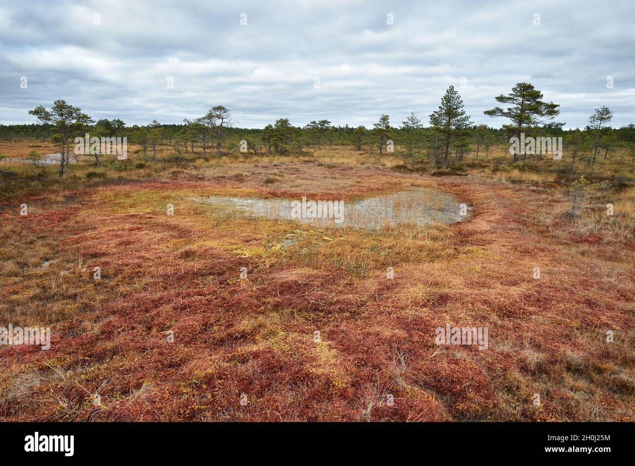 Bog landscape in autumn Stock Photo