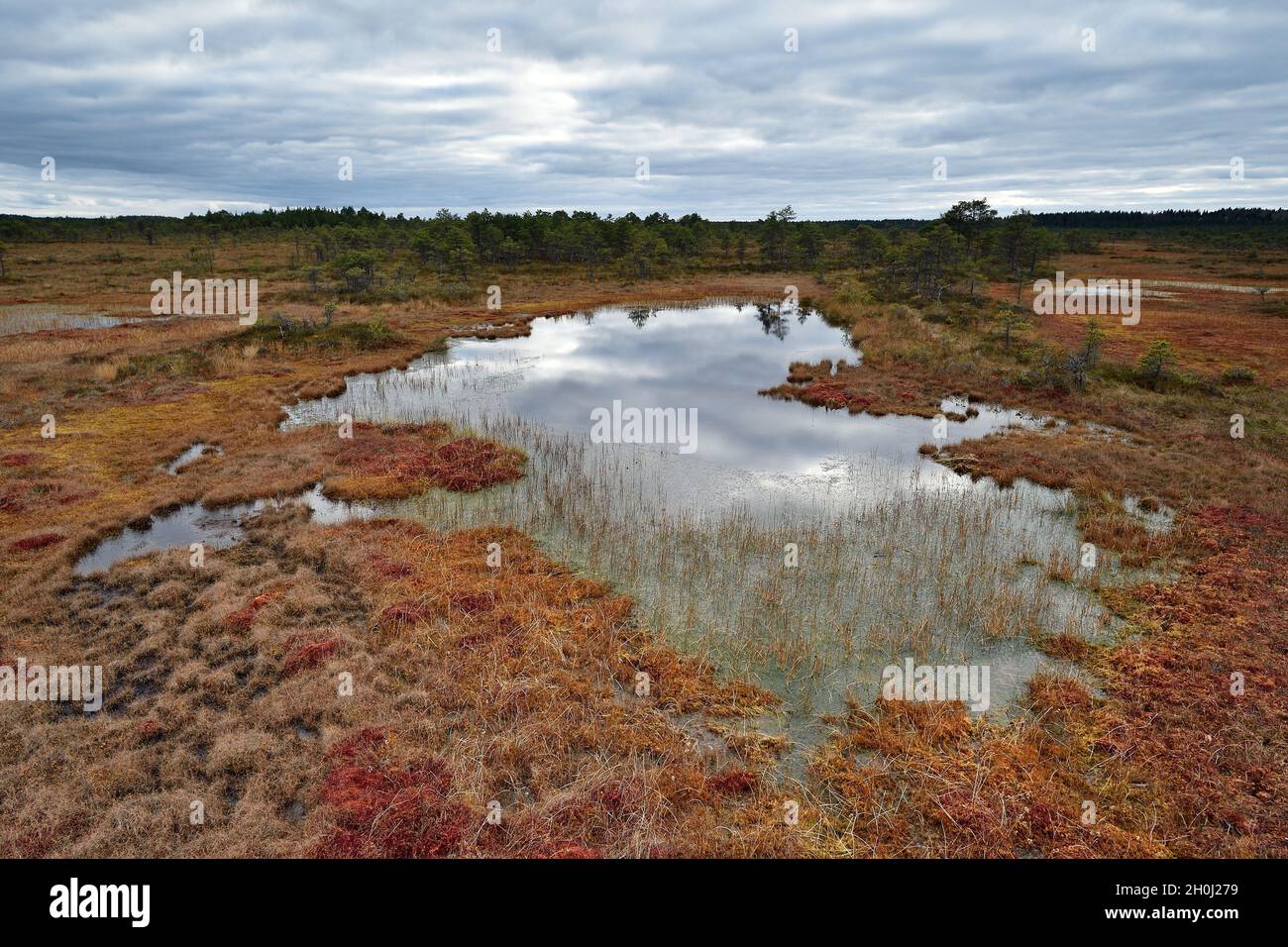Bog landscape with bog pools in the autumn, cloudy sky, Kakerdaja Bog, Estonia. Stock Photo