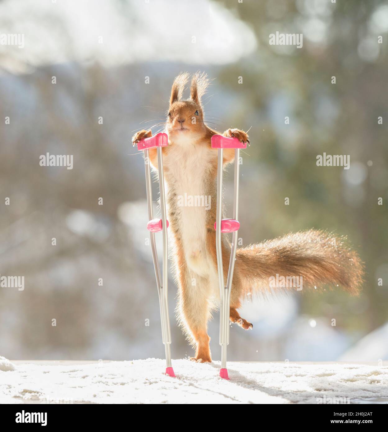 red squirrel is holding crutches in the snow Stock Photo Alamy