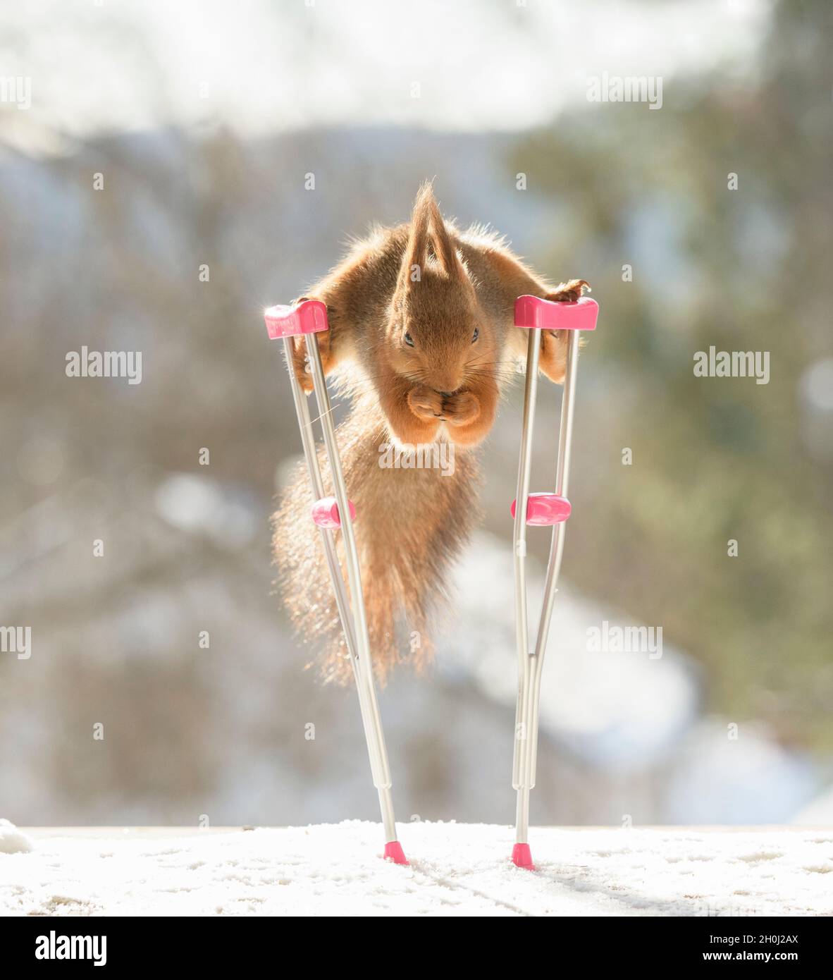 red squirrel is standing in a split on crutches in the snow Stock Photo
