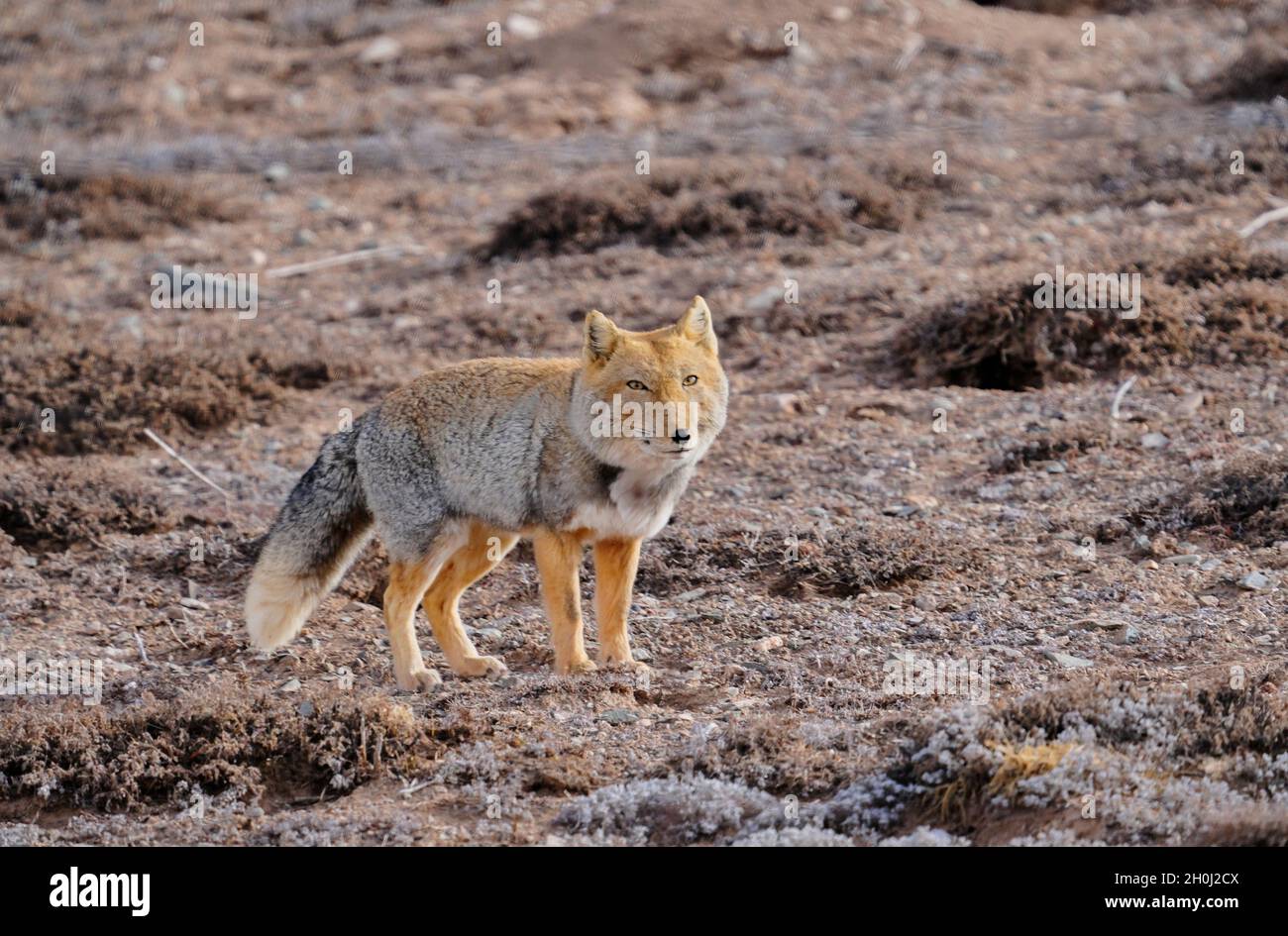 Xining. 16th Dec, 2020. A Tibetan fox is seen at the source of the Yellow River section of the Sanjiangyuan National Park in northwest China's Qinghai Province, Dec. 16, 2020. Sanjiangyuan, meaning Xining. 16th Dec, 2020. A Tibetan fox is seen at the source of the Yellow River section of the Sanjiangyuan National Park in northwest China's Qinghai Province, Dec. 16, 2020. Sanjiangyuan, meaning