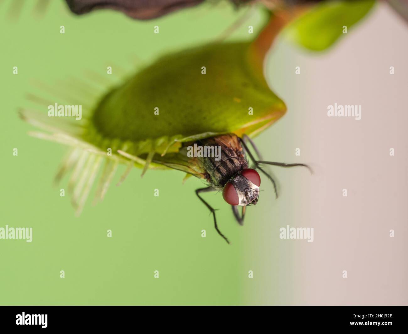 Venus flytrap with a fly on green background Stock Photo