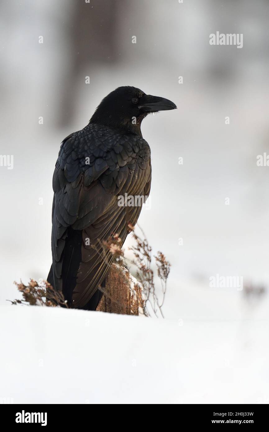 Raven (Corvus corax) in winter Stock Photo
