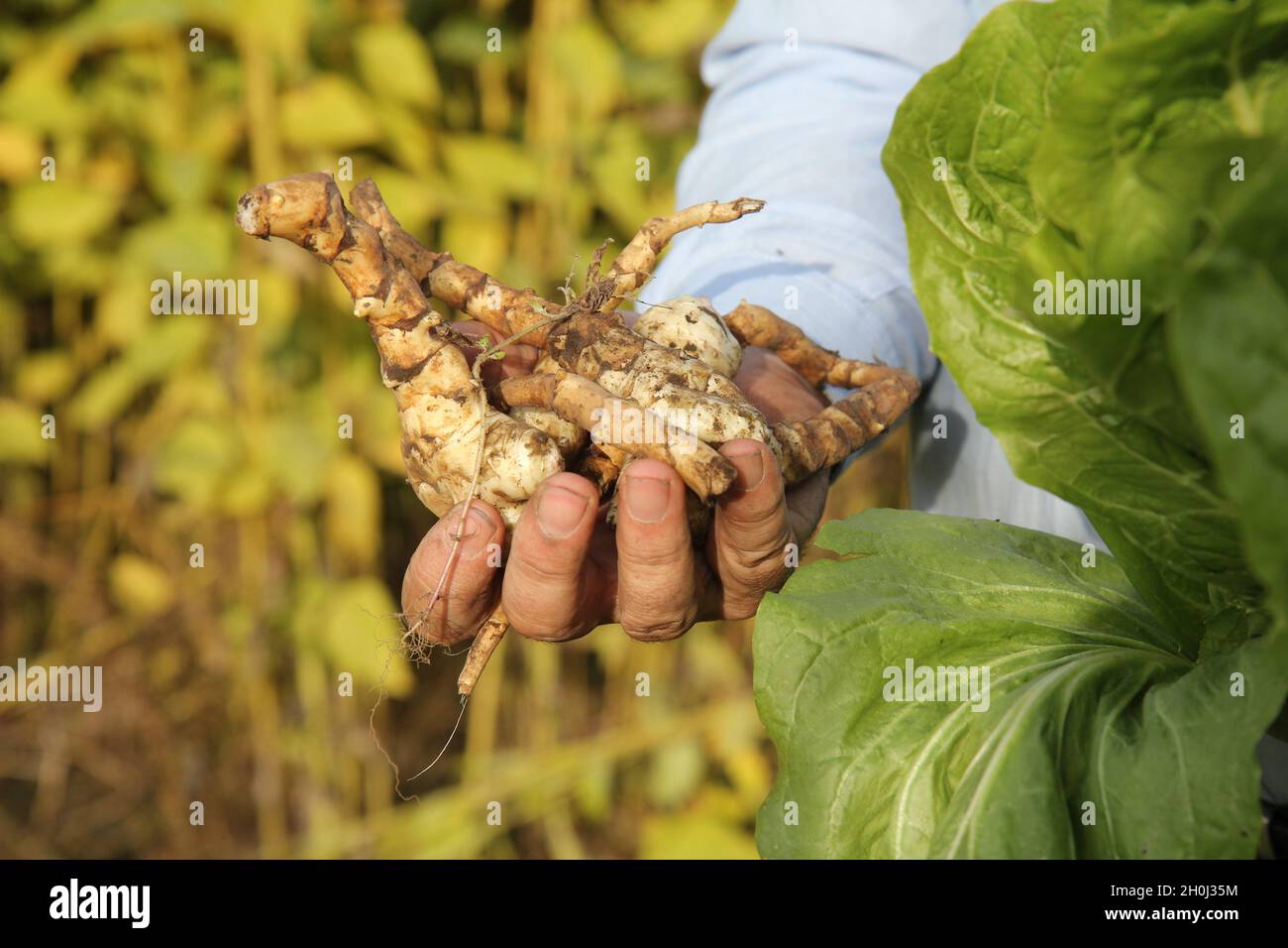 Man holds vegetables, topinambour, sunchoke roots in hand. Fresh harvest. Stock Photo