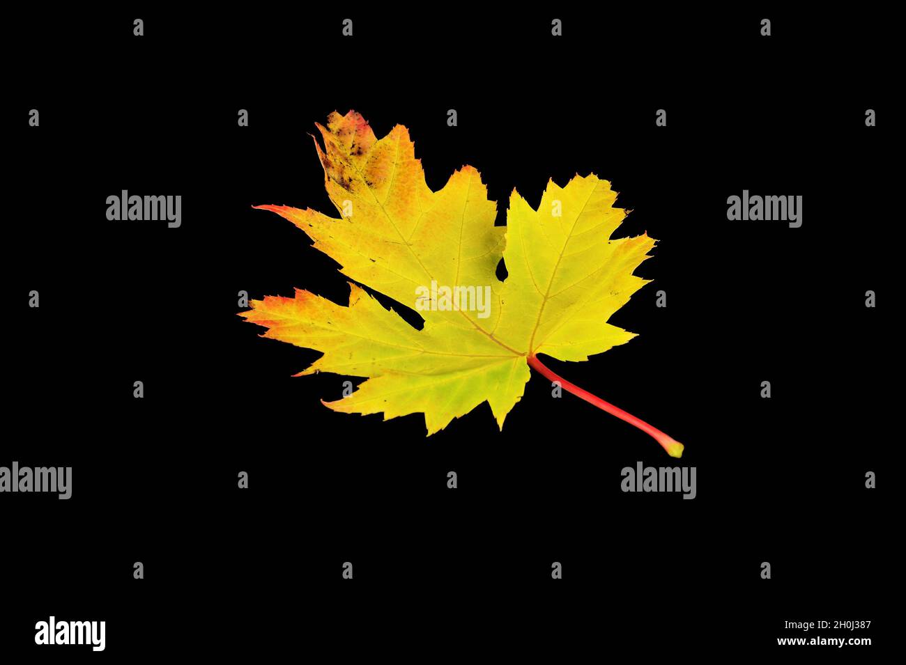Autumn maple leaf isolated on black background Stock Photo - Alamy
