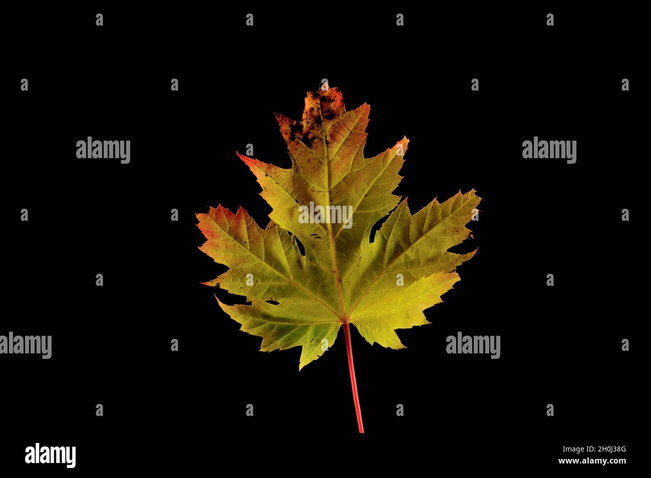 Autumn maple leaf isolated on black background Stock Photo - Alamy