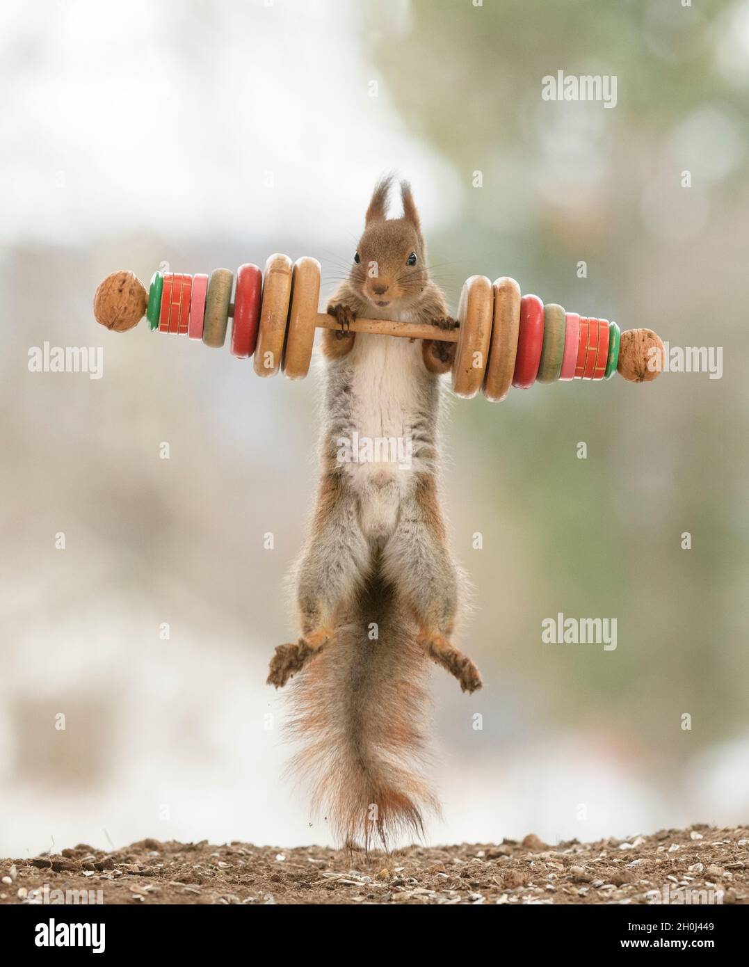 red squirrel is hanging on weights with nuts looking at viewer Stock Photo  - Alamy