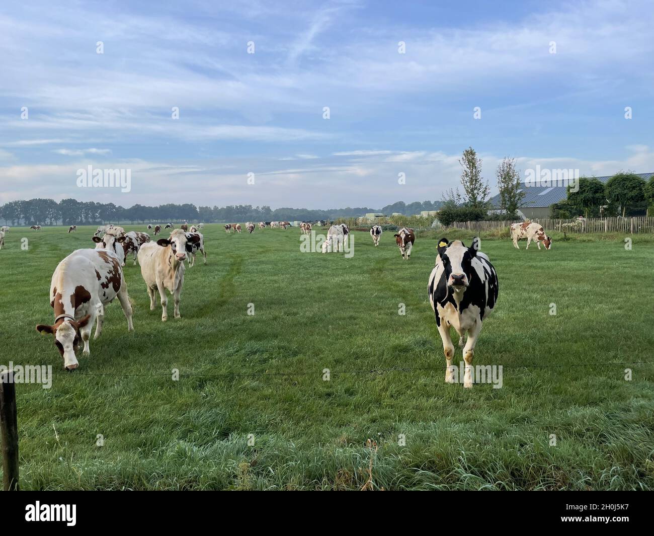 Cattle grazing on a farm under the blue sky Stock Photo - Alamy