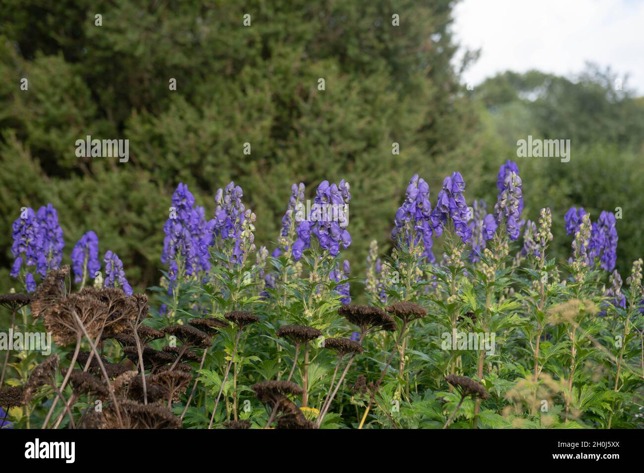 Autumn Flowering Bright Blue Flower Heads on a Perennial Monk's Hood Plant (Aconitum carmichaelii 'Arendsii') Growing in a Herbaceous Border Stock Photo