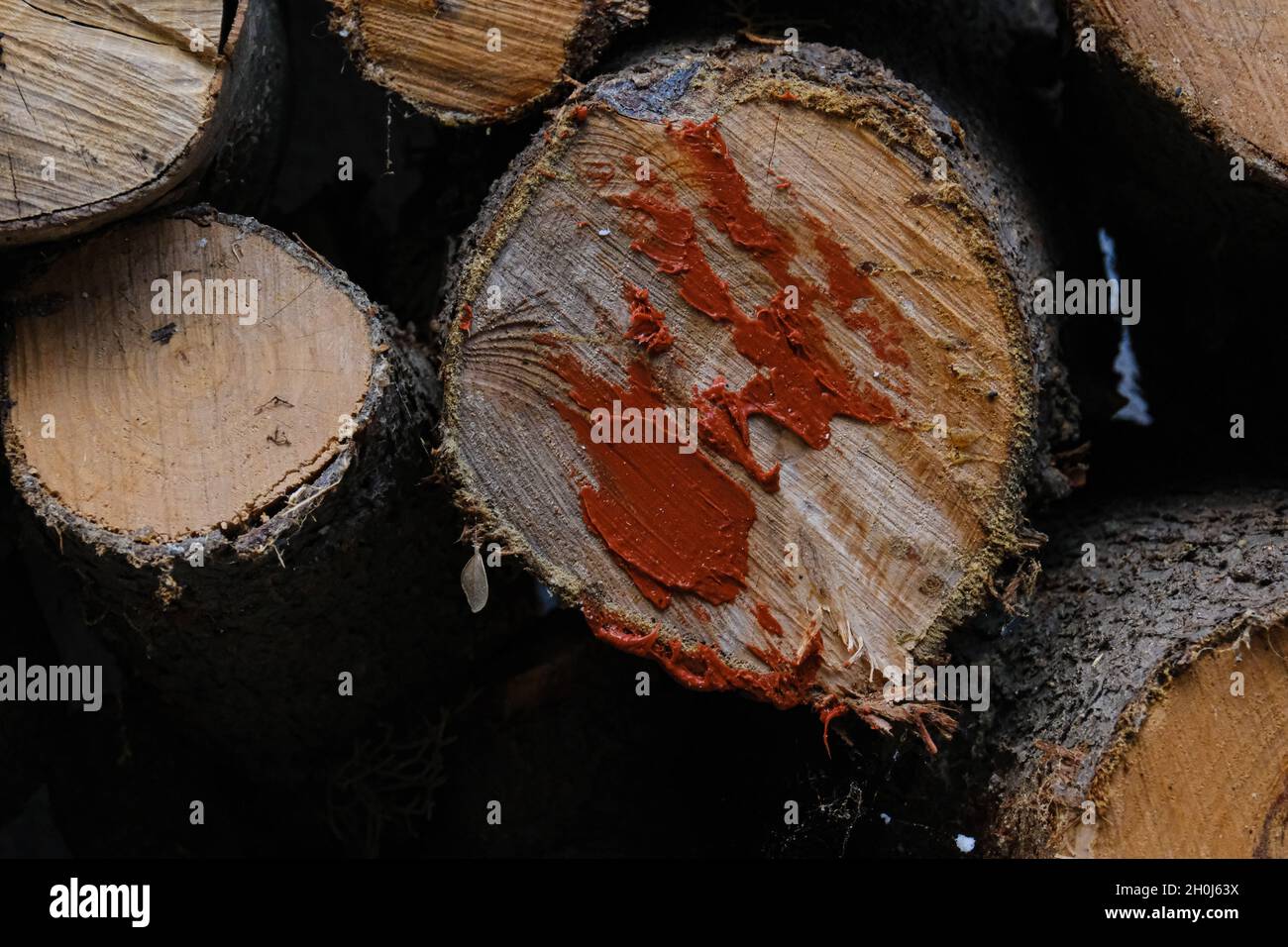 Different Types of Wood for Burning and their Characteristics - South  Yorkshire Firewood