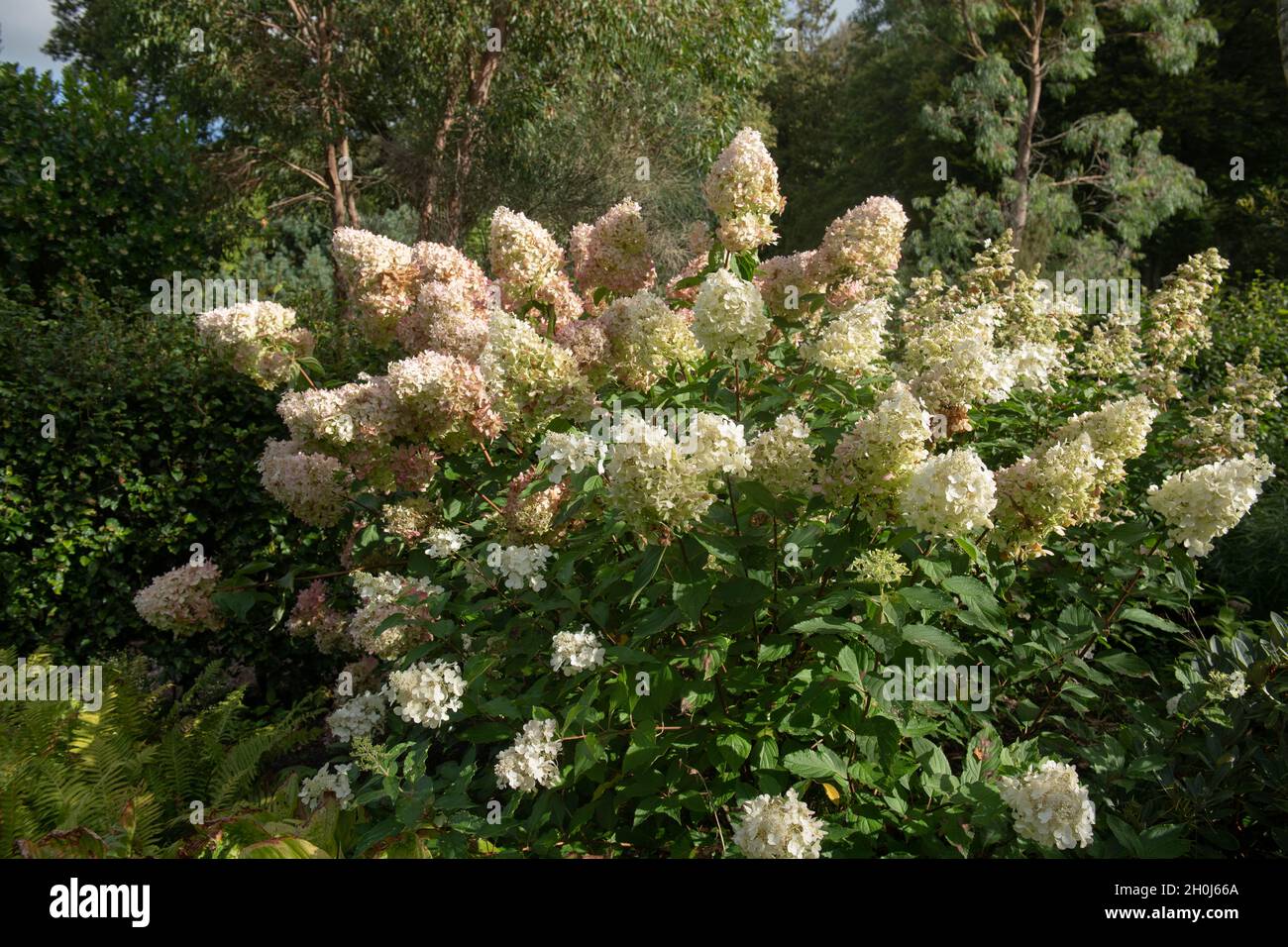 Autumnal Landscape of the Fading Cream Flower Heads on a Panicled Hydrangea Shrub (Hydrangea paniculata 'White Moth') Growing in a Garden Stock Photo