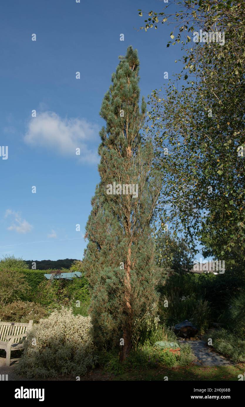 Summer Green Foliage of a Tall Narrow Evergreen Coniferous Fastigiate Scots Pine Tree (Pinus sylvestris 'Fatigiata Group') Growing in a Garden Stock Photo