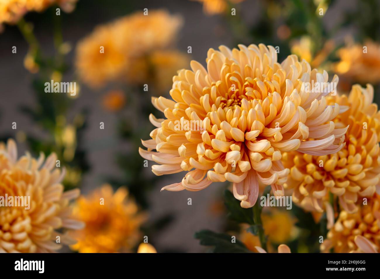 Pastel orange hires stock photography and images Alamy