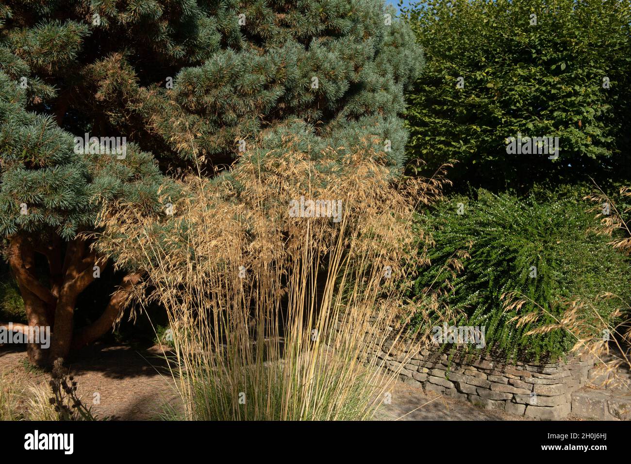 Feathery Plumes of the Ornamental Giant Feather Grass or Golden Oats (Stipa Gigantea) Growing on a Sunny Autumn Day in a Country Cottage Garden Stock Photo