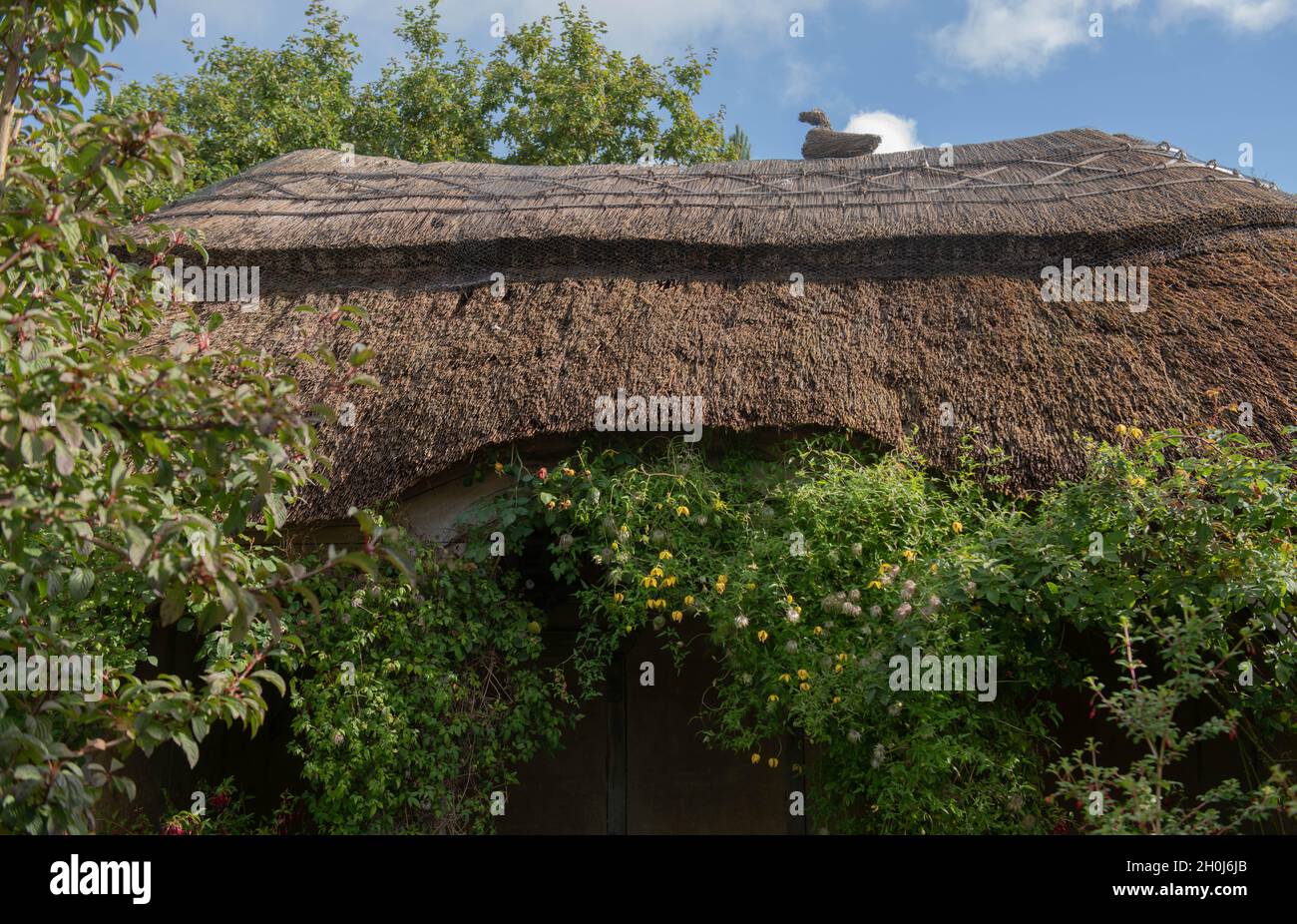 Traditional English Thatched Roof on a Summerhouse in a Country Cottage Garden with a Bright Blue Sky Background in Rural Devon, England, UK Stock Photo