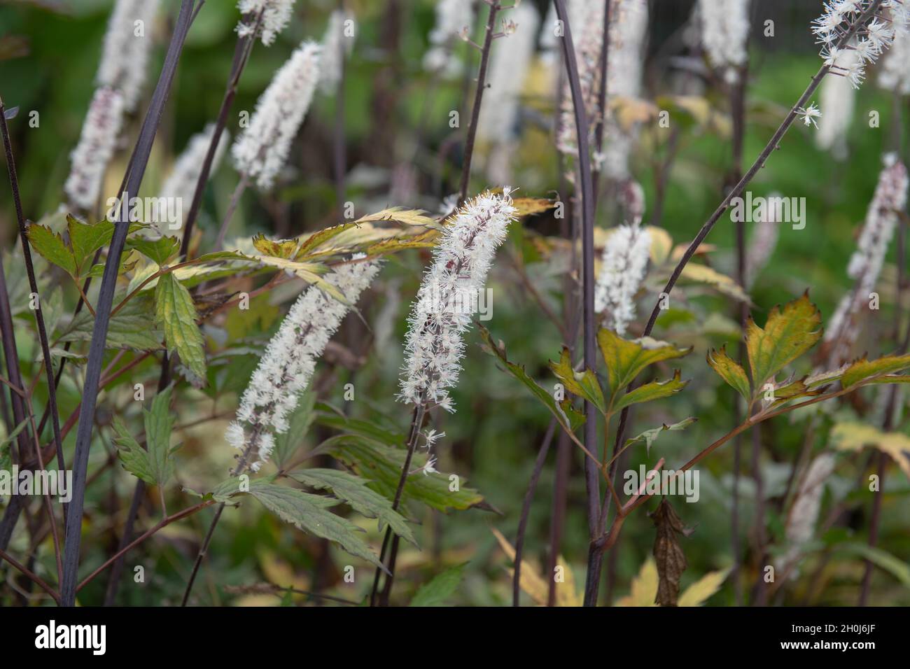 White Flower Heads and Purple Stems on a Baneberry Plant (Actaea simplex 'Atropurpureum Group') Growing in a Herbaceous Border in a Garden Stock Photo