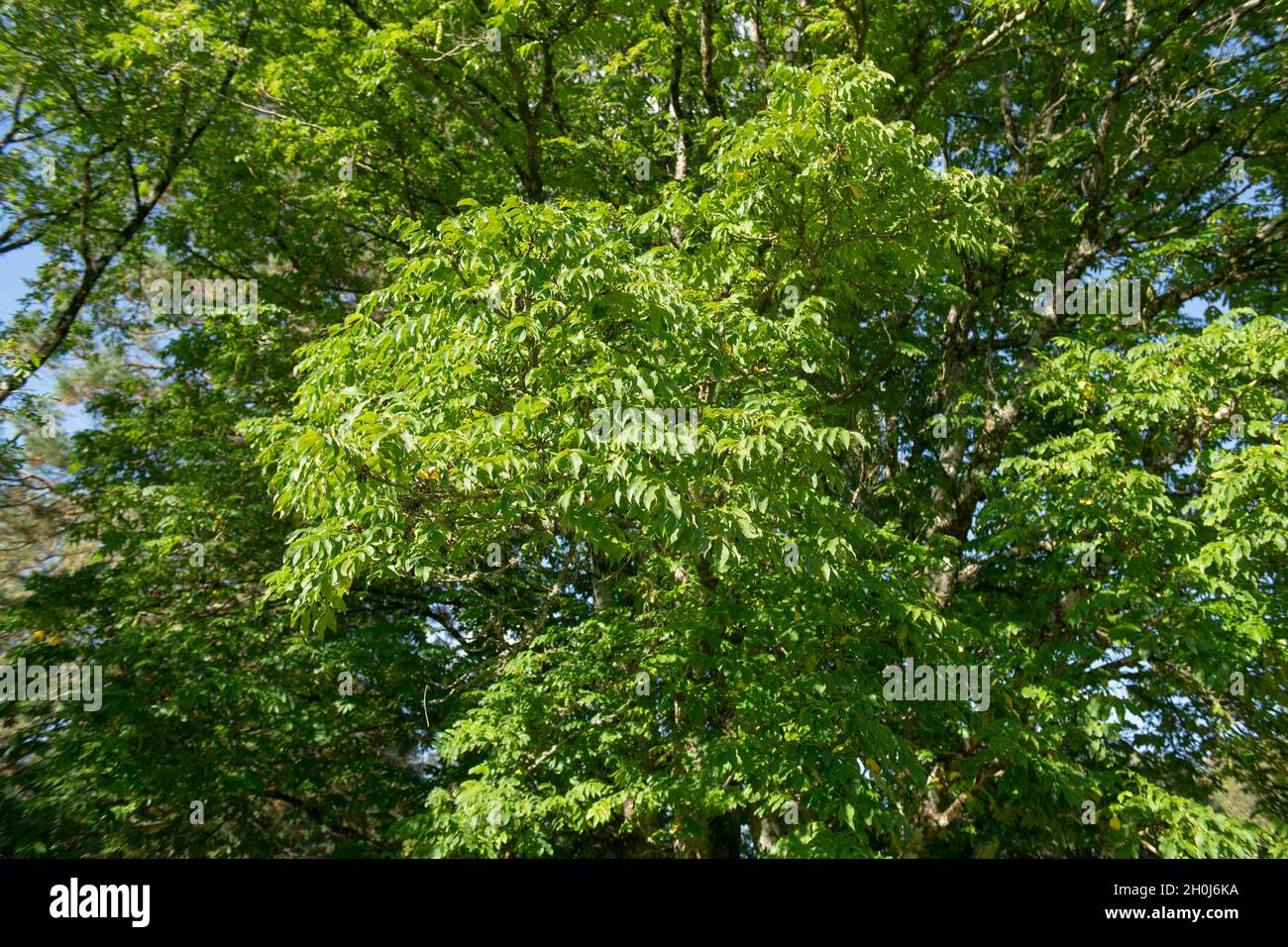 Lush Summer Green Leaves and Catkins of a Deciduous Caucasian Wingnut or Caucasian Walnut Tree (Pterocarya fraxinifolia) Growing in a Park Stock Photo