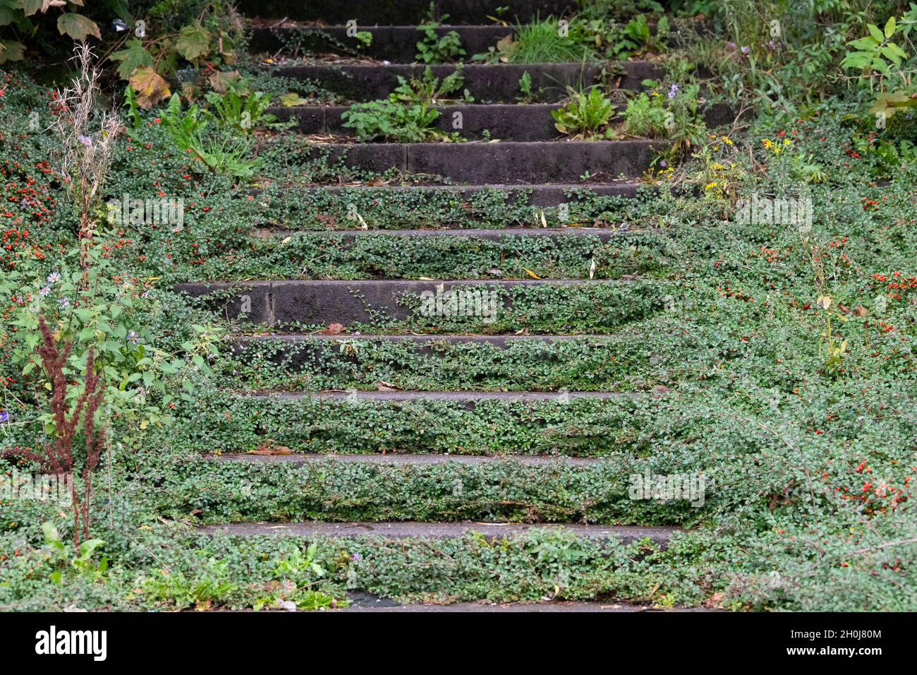 Cotoneaster horizontalis growing across concrete steps Stock Photo