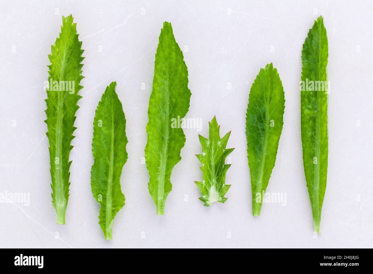 Culantro, Long coriander, Sawtooth coriander the herbs for seasoning of  Thailand, India, Vietnam and other parts of Asia Stock Photo - Alamy