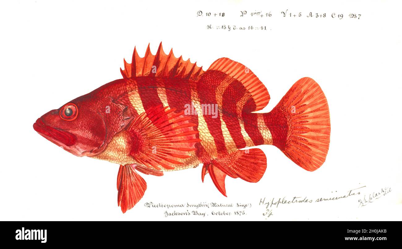 Frank Edward Clarke vintage fish illustration - Hypoplectrodes semicinctum Stock Photo