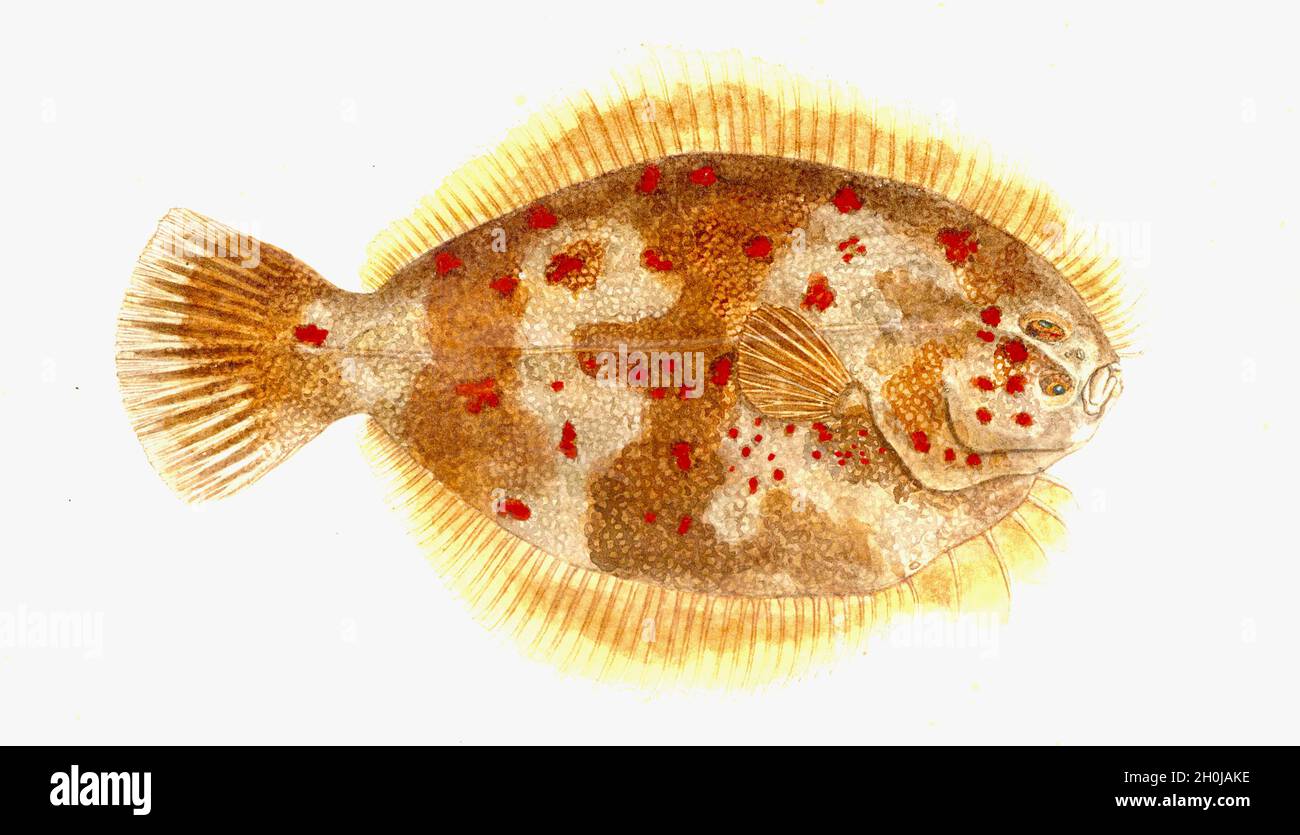 Frank Edward Clarke vintage fish illustration - Rhombosolea retiaria - Flounder Stock Photo
