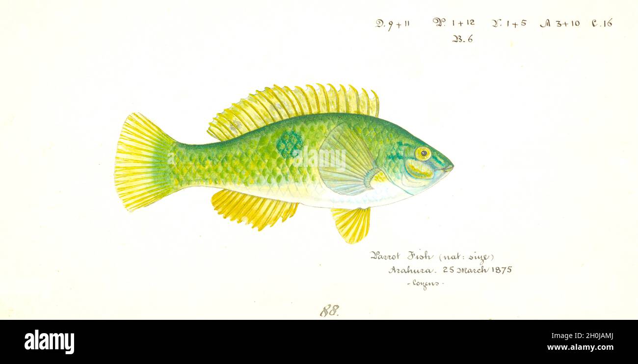 Frank Edward Clarke vintage fish illustration - Notolabrus celidotus or Wrasse Stock Photo